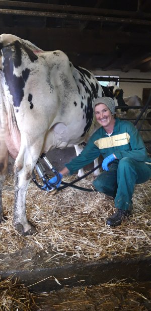 Bäuerin beim Melken