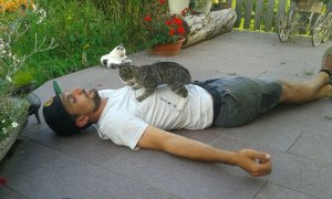 Katzen zum Lieben am Bauernhof