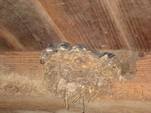 Schwalben im Kuhstall