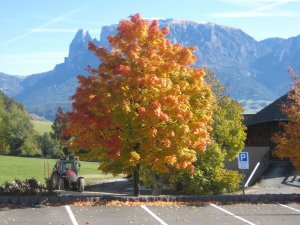 Herbst - Törggelen in Südtirol Ritten
