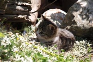 Liebling aller Gästekinder