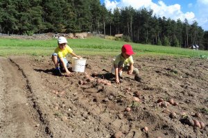 Mithelfen bei der Kartoffelernte