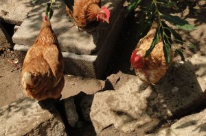 Täglich frische Eier