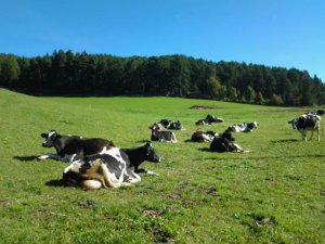 Die Tiere genießen die Sonne