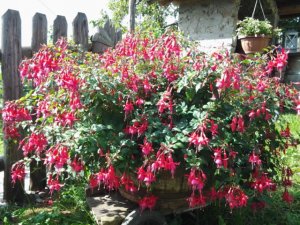 Blumen am Schartnerhof