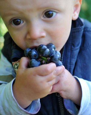 Simon bei der Weinernte
