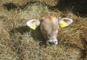 Heubäder sind gesund