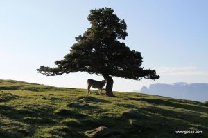 Naturerbe auf der Alm