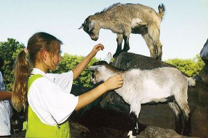 Unsere Zwergziegen Lilli und Lola