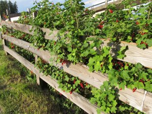 frische Johannisbeeren