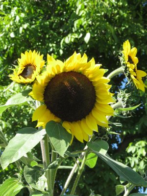 Sonnenblumen im Garten